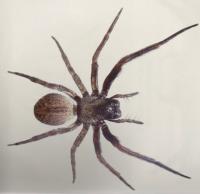 Pest Control North Lakes