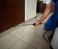 Pest Control Randwick