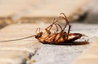 Pest Control Randwick