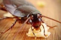 Pest Control The Vines