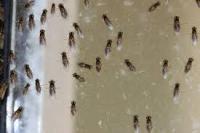 Pest Control Vaucluse