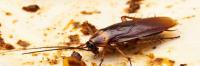 Pest Control Wentworth Point