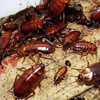 Pest Control Bulimba