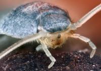 Pest Control Burleigh Waters