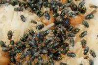 Pest Control Carrara