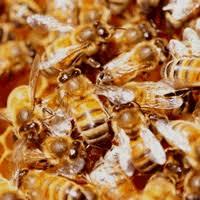 Pest Control Parramatta