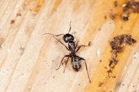 Pest Control Piara Waters