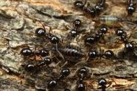 Pest Control Sandringham