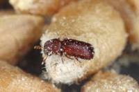 Pest Control Coomera