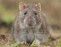 Pest Control South Morang