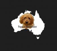 Puppies Down Under