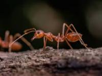 Pest Control Balmain
