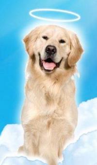 Bark Busters Home Dog Training Penrith Blue Mountains