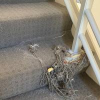 Carpet Cleaning Perth