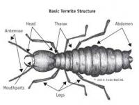 City Pest Control Services Pty. Ltd