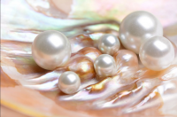 Antiquarian Print Shop