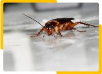 Local Cockroach Control Adelaide