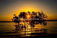 Lynne Alexander Gallery