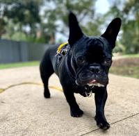 Melbourne Dog Trainers