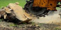 Stump Grinding services