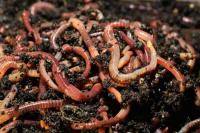 Compost Worms Close Up