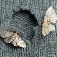 Local Brisbane Moth Control