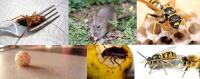 Professional  Pest Control Gold Coast