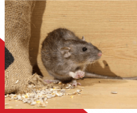 Rodent Control Sydney