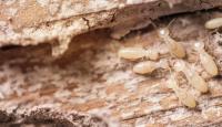 Termite Control Ipswich