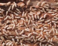 Termite Control Toowoomba