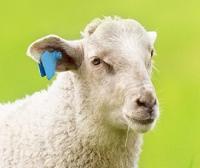 Wool Testing - Australia | Micron Man - Fibre Analysis