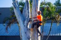 Aussie Tree Removal Darwin