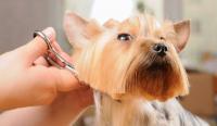 Mobile Dog Wash Near Me - Fluffy Dogs