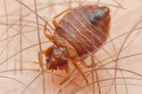 Pest Control Woollahra