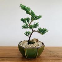 Bonsai Boy