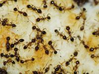 Pest Control Cammeray