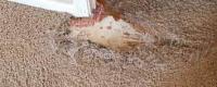 Fresh Carpet Repair Perth
