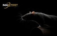 Rodent Control Sydney
