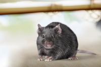 Rodent Treatment Brisbane