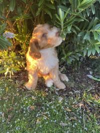 Austinbrae Cobberdogs