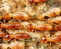 Pest Control Randwick