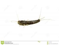 Silverfish Extermination Adelaide