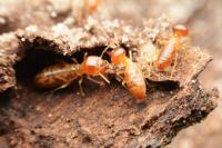 CBD Termite Control Melbourne