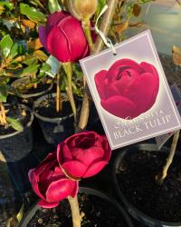 Barham Garden Supplies