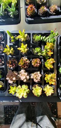 Prices start at $4.50
Find these on our Facebook Sales Group.