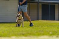 Melbourne Dog Trainers