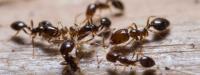 Preventive Ant Control Brisbane
