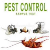 Flatline Pest Control - Best Pest Control Central Coast