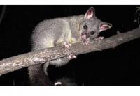 Goode Possum Removal Perth