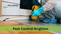 Pest Control Brighton